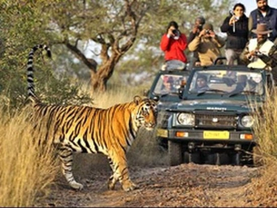 Ranthambore Wildlife Safari